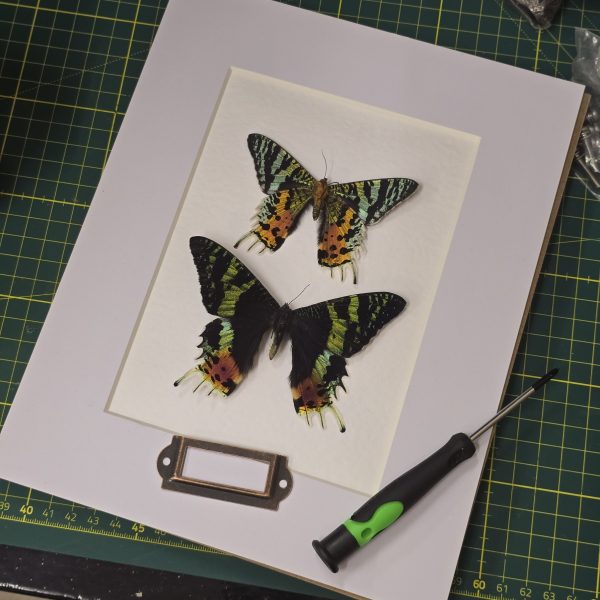 Madagascan Sunset Moth Pair - Image 5