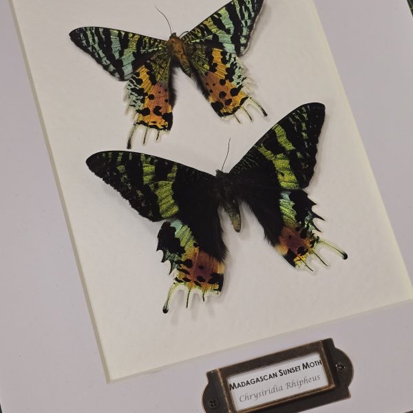 Madagascan Sunset Moth Pair