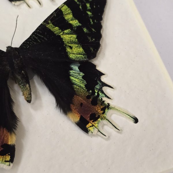Madagascan Sunset Moth Pair - Image 8