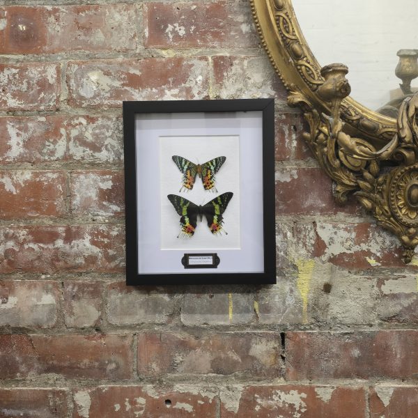 Madagascan Sunset Moth Pair - Image 10