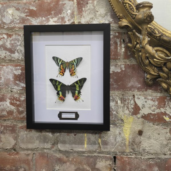 Madagascan Sunset Moth Pair - Image 9