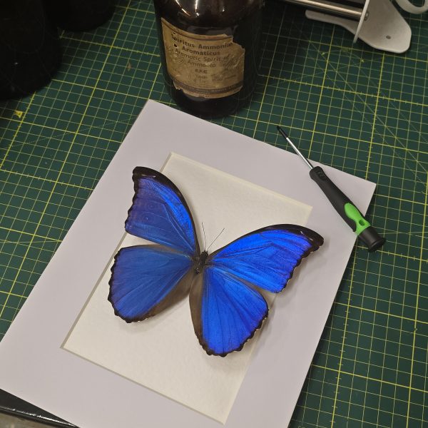 Giant Blue Morpho - Image 3