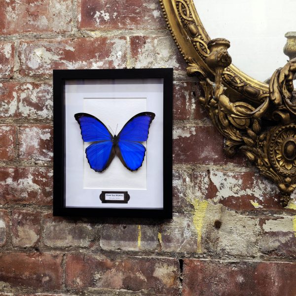 Giant Blue Morpho - Image 5