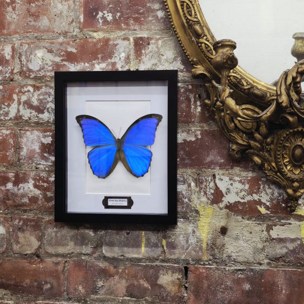 Giant Blue Morpho - Image 4