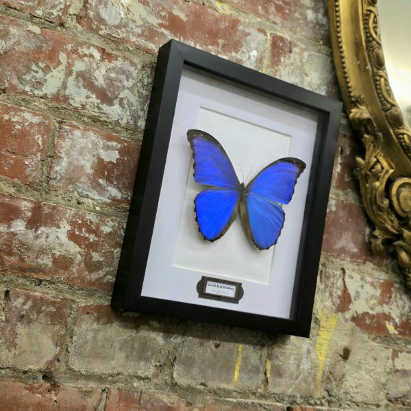 Giant Blue Morpho - Image 7