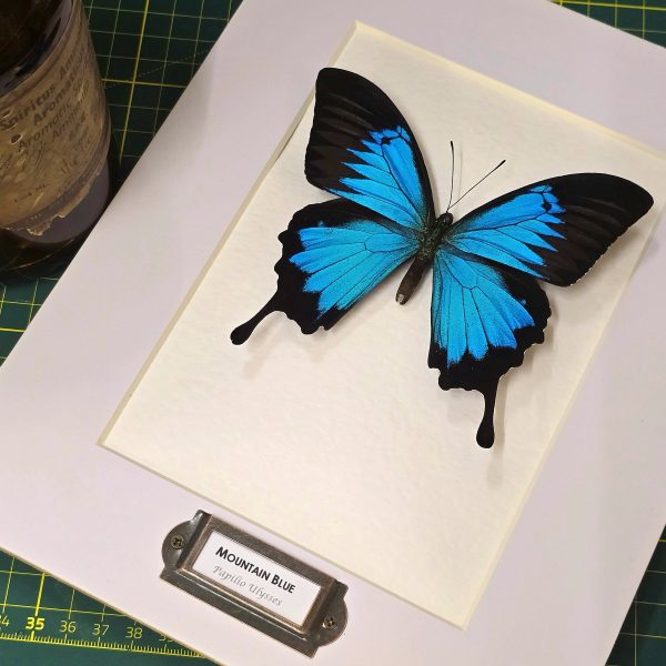 The Mountain Blue Swallowtail - Image 2