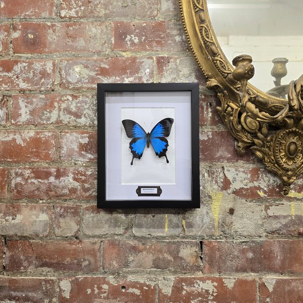 The Mountain Blue Swallowtail - Image 7