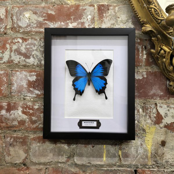 The Mountain Blue Swallowtail