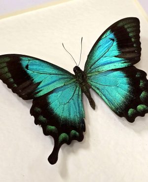 Emerald Swallowtail