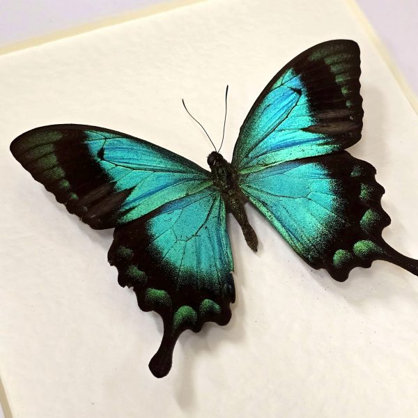 Emerald Swallowtail