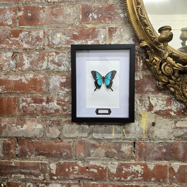 Emerald Swallowtail - Image 2