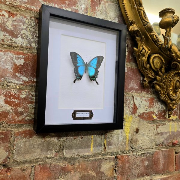 Emerald Swallowtail - Image 4