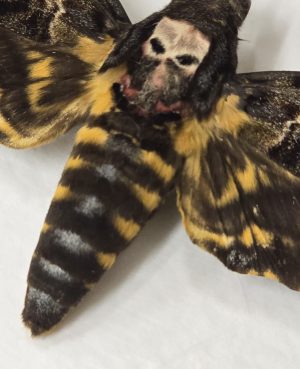 Death's Head Hawkmoth