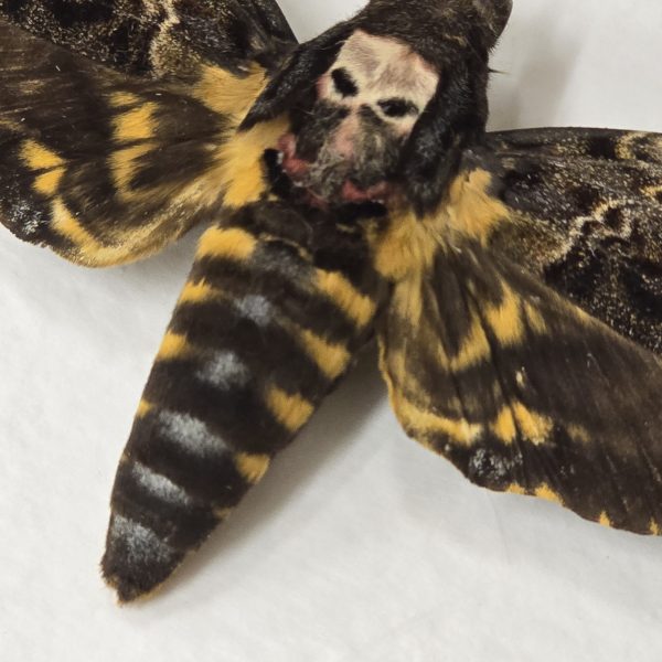 Death's Head Hawkmoth
