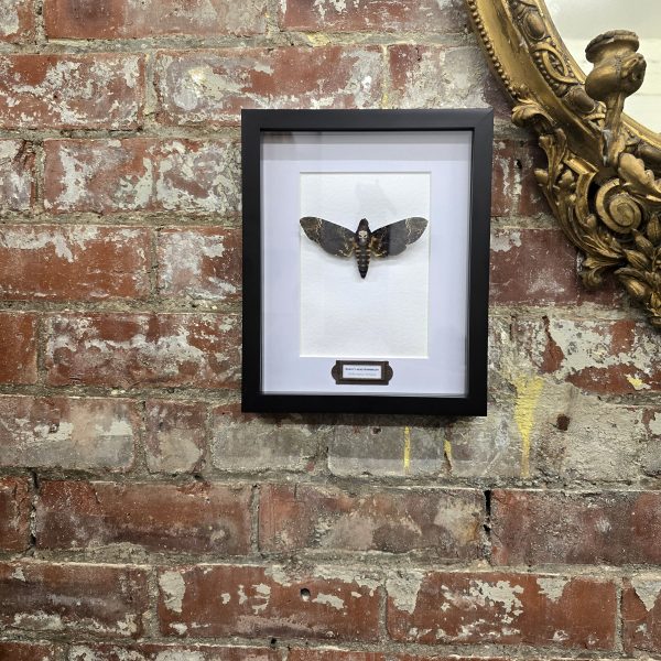 Death's Head Hawkmoth - Image 11