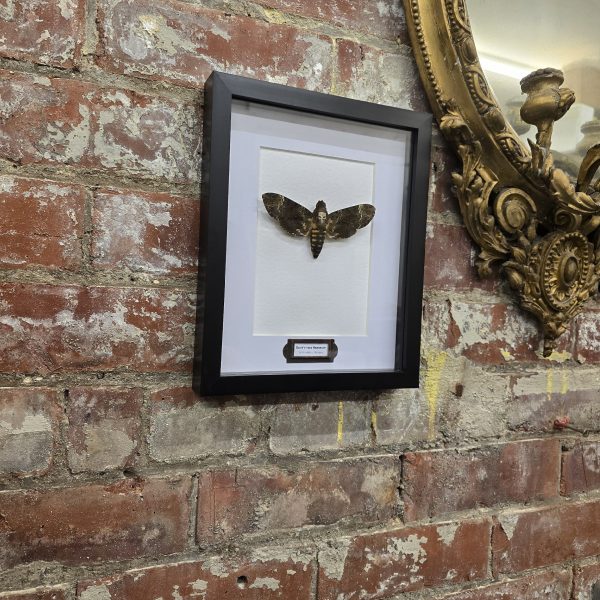 Death's Head Hawkmoth - Image 10