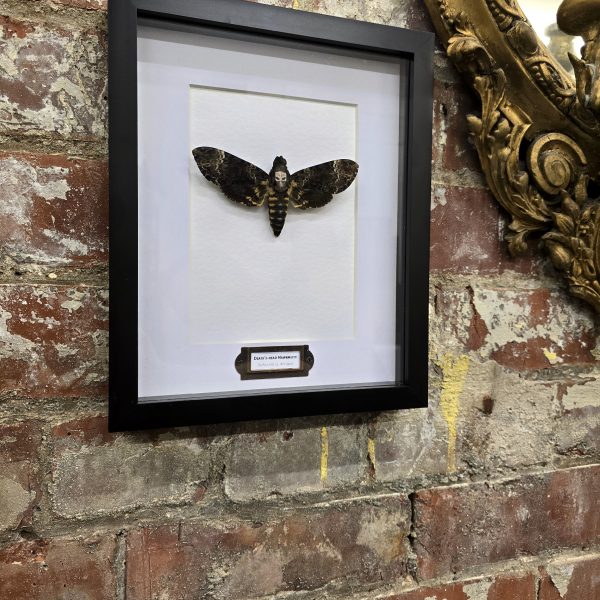 Death's Head Hawkmoth - Image 9