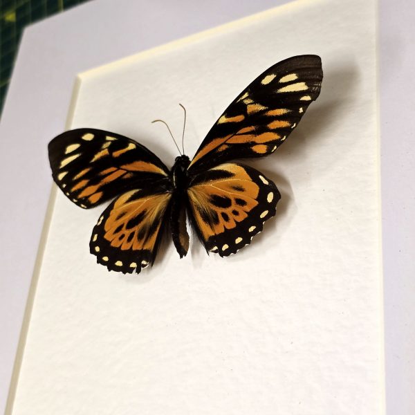 Tiger Swallowtail