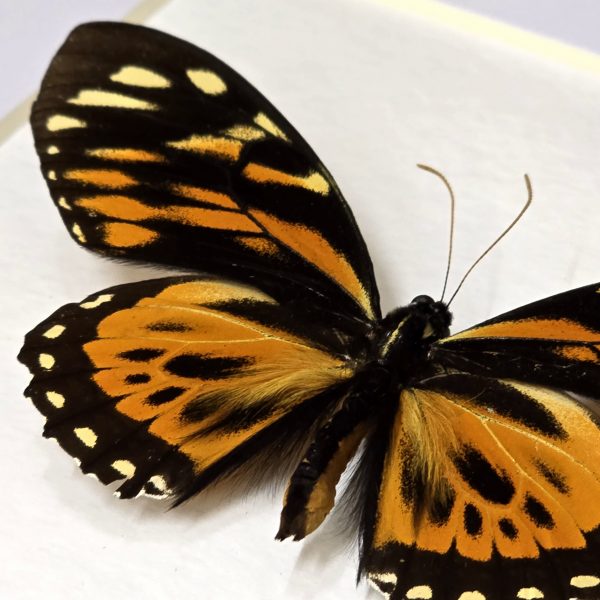 Tiger Swallowtail - Image 7