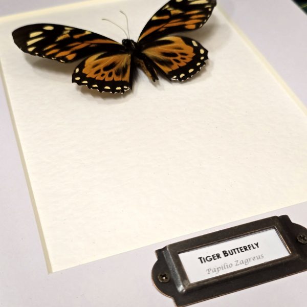 Tiger Swallowtail - Image 3