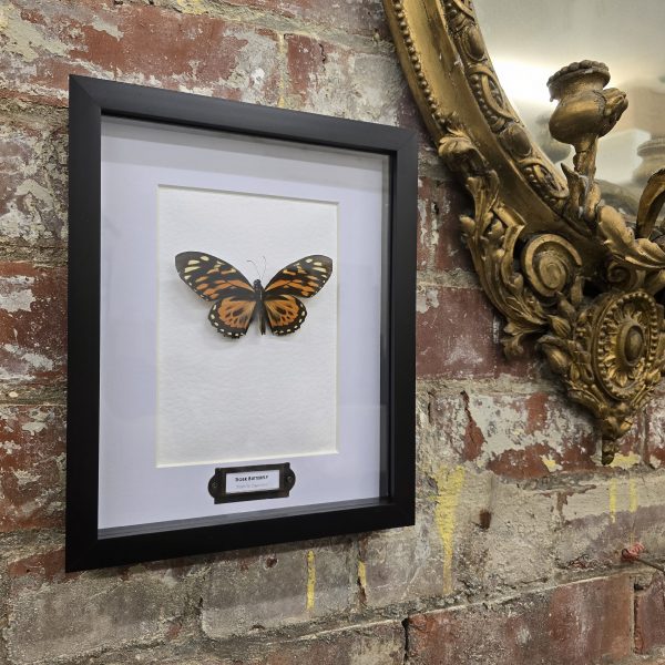 Tiger Swallowtail - Image 9