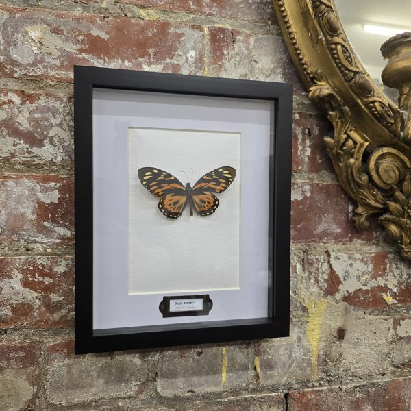 Tiger Swallowtail - Image 8