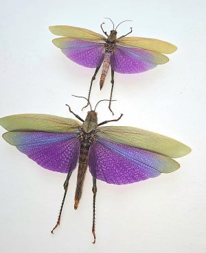 Female Giant Purple Grasshopper