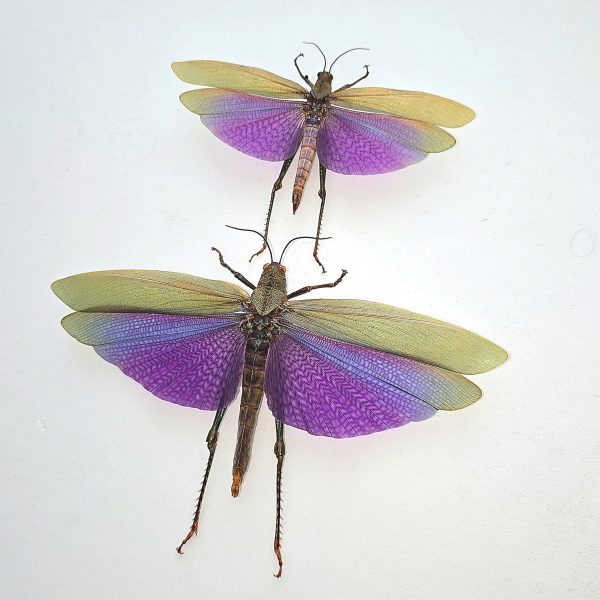 Female Giant Purple Grasshopper