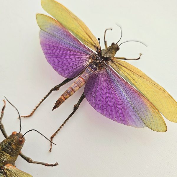 Male Giant Purple Grasshopper