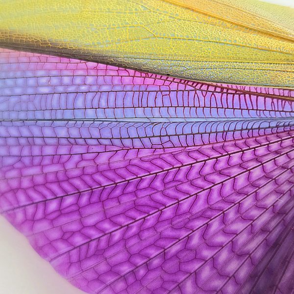 Female Giant Purple Grasshopper - Image 2