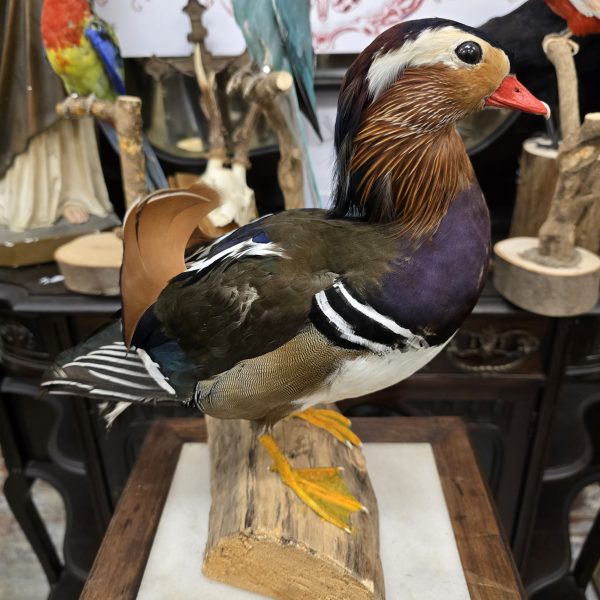 Mandarin Duck - Image 3