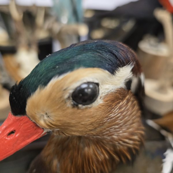 Mandarin Duck - Image 2