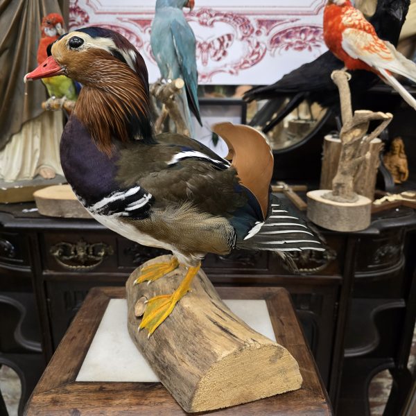 Mandarin Duck