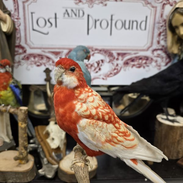 Gorgeous Parakeet