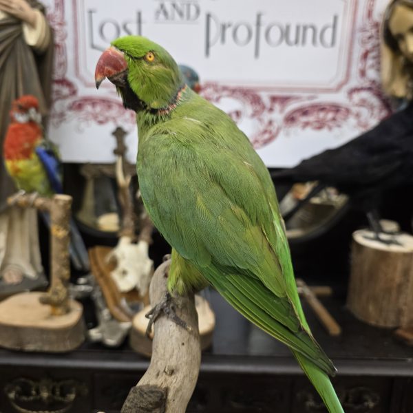 Green Ringneck Parakeet