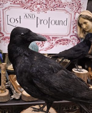 Large Crow