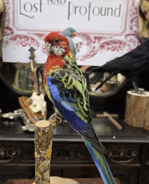 Eastern Rosella Parakeet