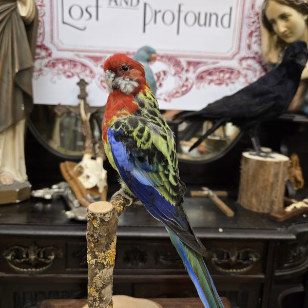 Eastern Rosella Parakeet