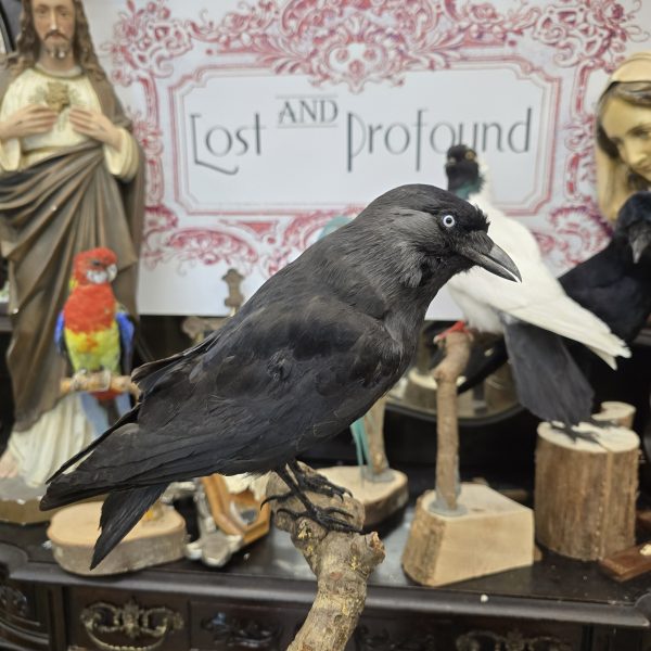 Mounted Jackdaw - Image 2