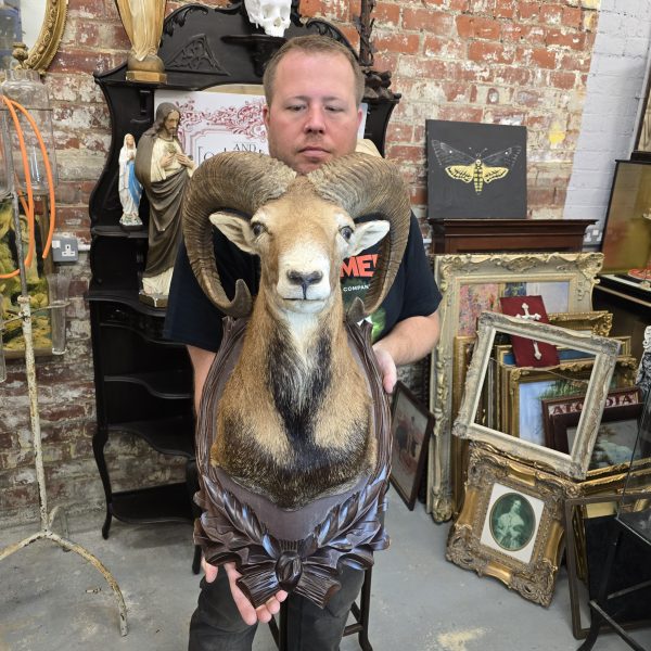 European Mouflon - Image 7