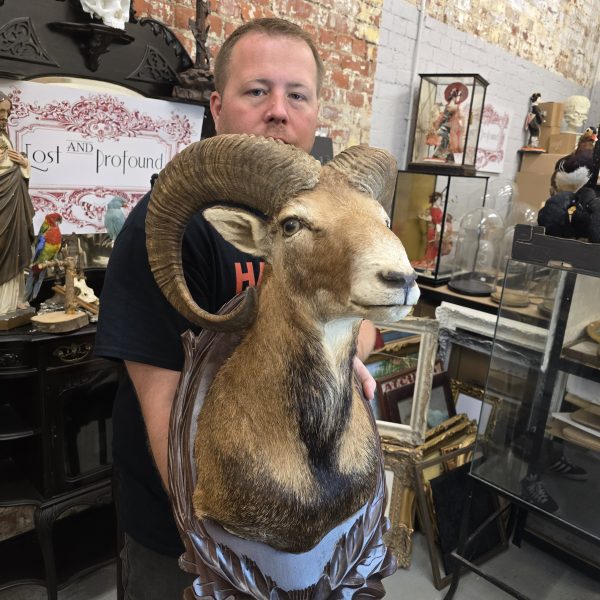 European Mouflon - Image 5