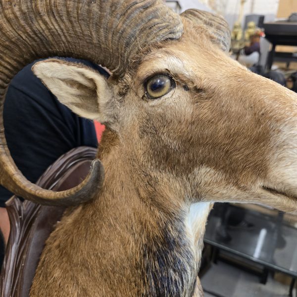 European Mouflon - Image 3