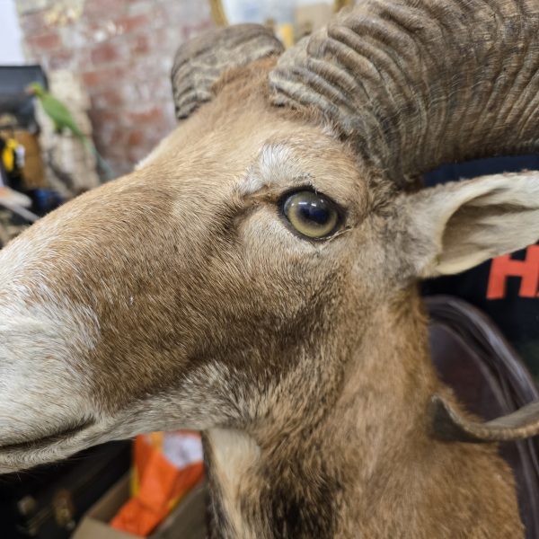 European Mouflon - Image 4