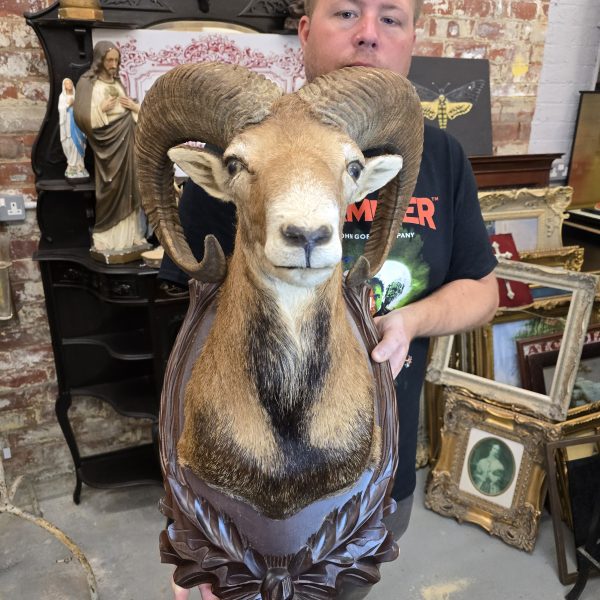 European Mouflon