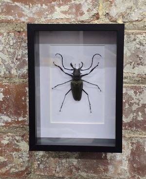 Male Psalidognathus superbus
