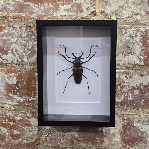 Male Psalidognathus superbus