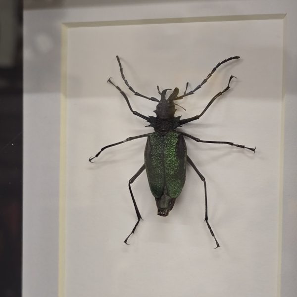 Female Psalidognathus superbus