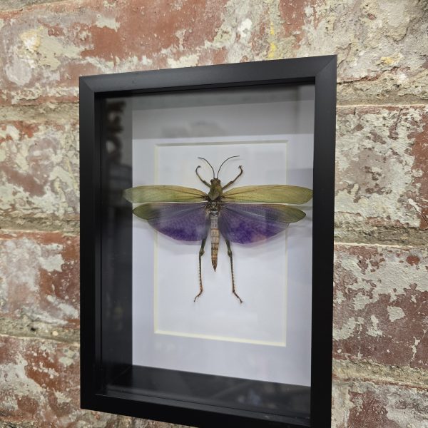 Male Giant Purple Grasshopper - Image 6