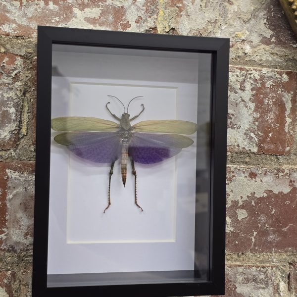 Male Giant Purple Grasshopper - Image 4