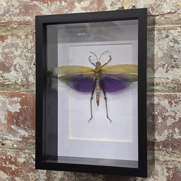 Male Giant Purple Grasshopper - Image 3